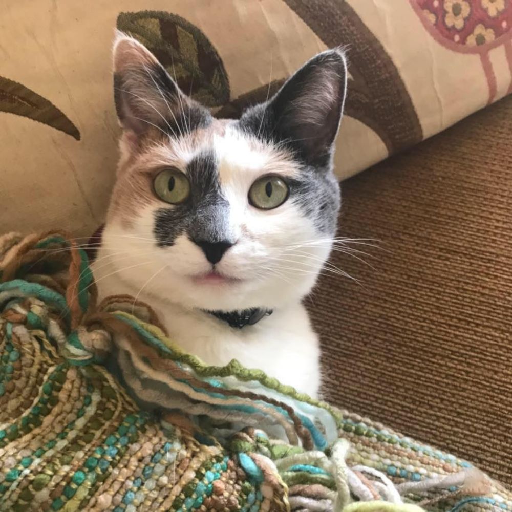 Meet your Posher, Bess